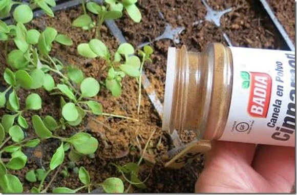 canela-plantas
