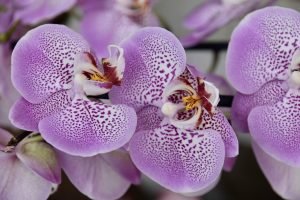 vitamina-b-orquidea