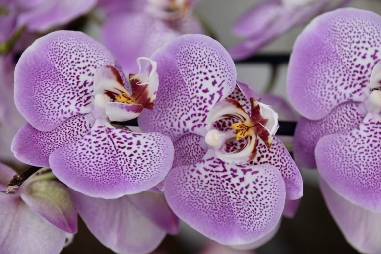 vitamina-b-orquidea