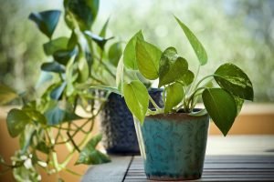 pothos planta cuidados