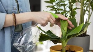 remedios-plantas-caseros-ignis-natura