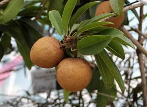 chicozapote-beneficios-salud-ignis-natura