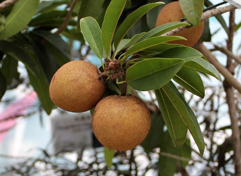 chicozapote-beneficios-salud-ignis-natura