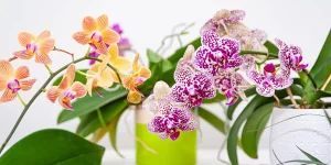 orquideas-beneficios-ignis-natura