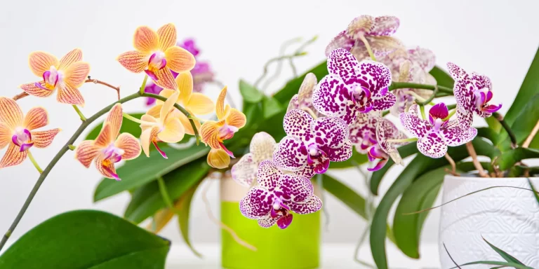 orquideas-beneficios-ignis-natura