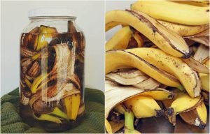 Fertilizante-cascara-banana-ignis-natura