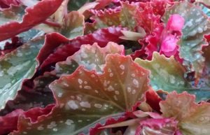 Flor-alas-de-angel-ignis-natura