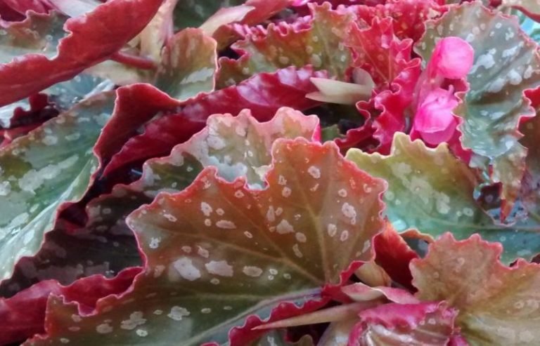 Flor-alas-de-angel-ignis-natura