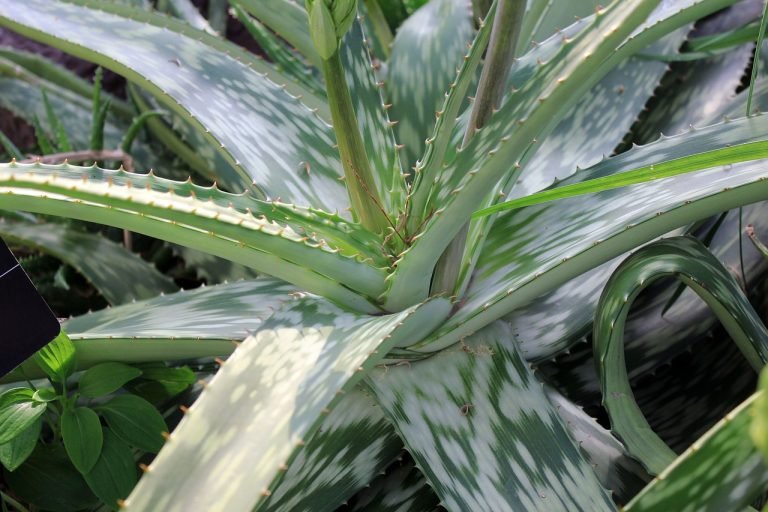aloe-vera-blanco-beneficios-ignis-natura