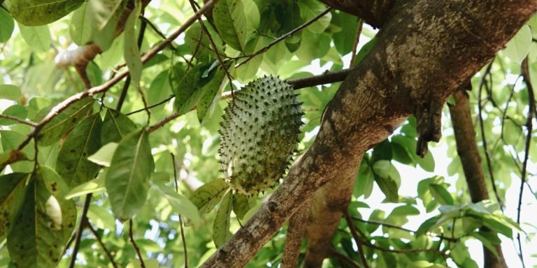 planta-quimioterapia-ignis-natura