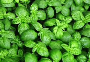 albahaca-en-casa-cultivar-ignis-natura