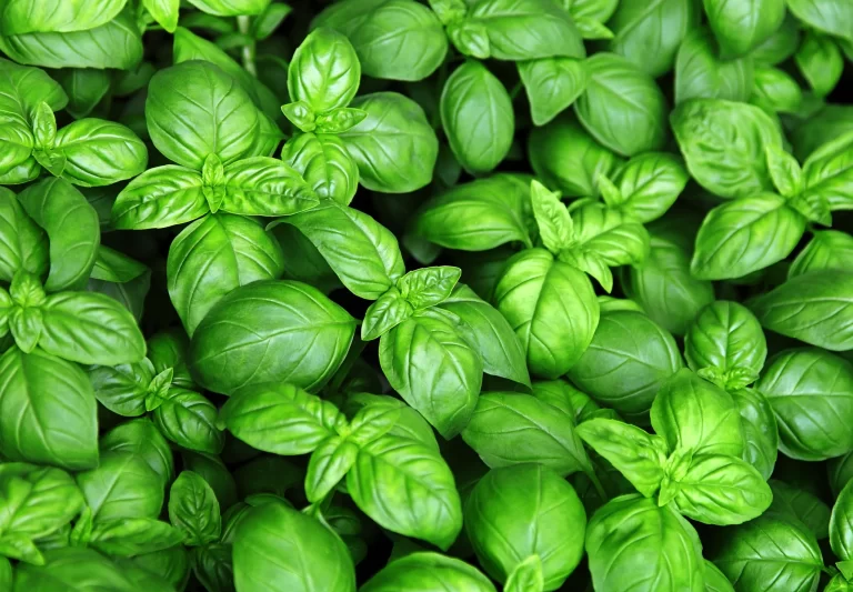 albahaca-en-casa-cultivar-ignis-natura