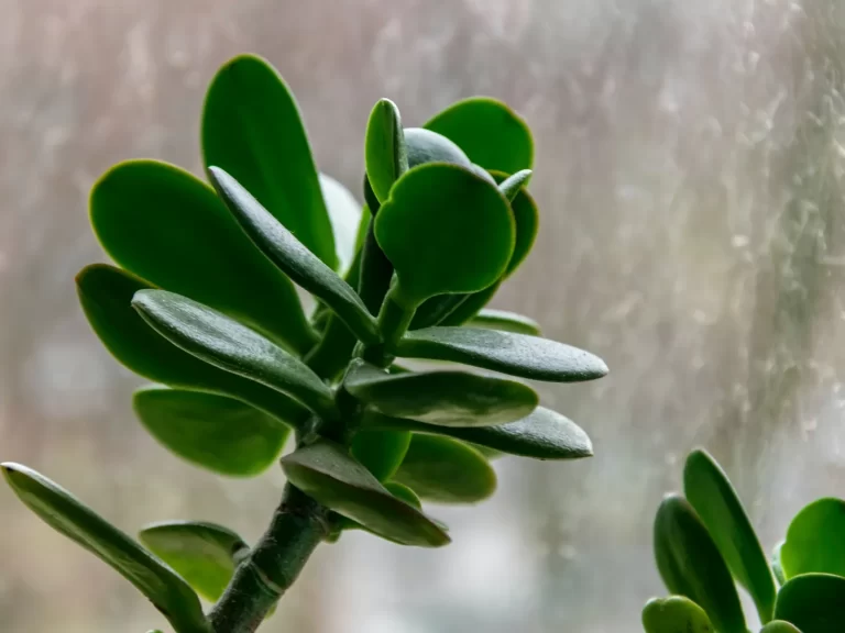 arbol-de-jade-ignis-natura