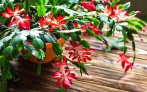 cactus-de-navidad-ignis-natura