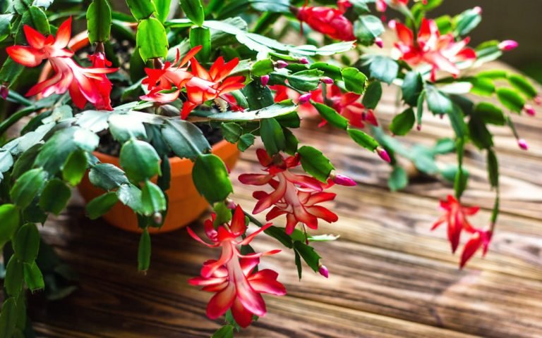 cactus-de-navidad-ignis-natura