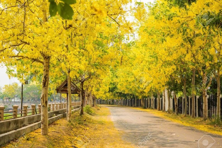 cassia-fistula-ignis-natura