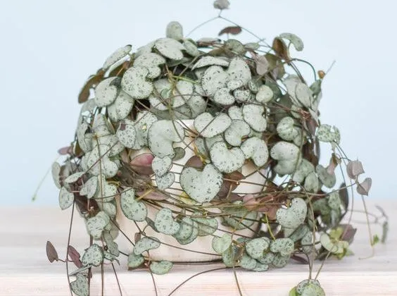 ceropegia-wodii-ignis-natura