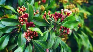 clavo-de-olor-propiedades-beneficios-ignis-natura