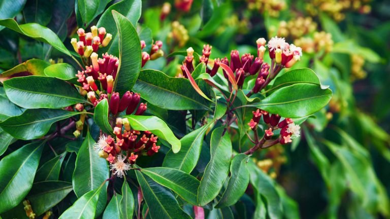 clavo-de-olor-propiedades-beneficios-ignis-natura
