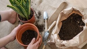 cuidado-plantas-secreto-ignis-natura