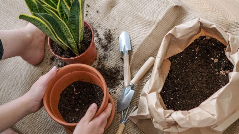 cuidados-plantas-vinagre-blanco-ignis-natura