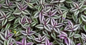 cuidados-tradescantia-ignis-natura