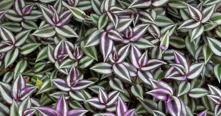 cuidados-tradescantia-ignis-natura