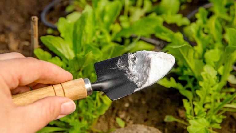 bicarbonato-plantas-salud-beneficios-ignis-natura