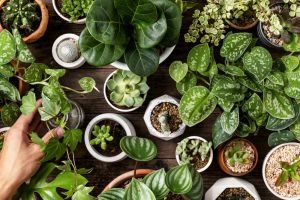 increibles-beneficios-plantas-ignis-natura