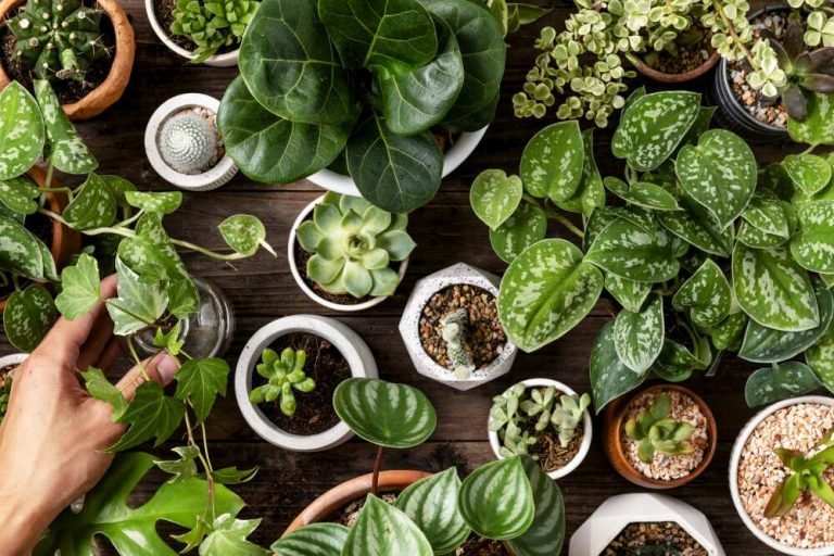 increibles-beneficios-plantas-ignis-natura