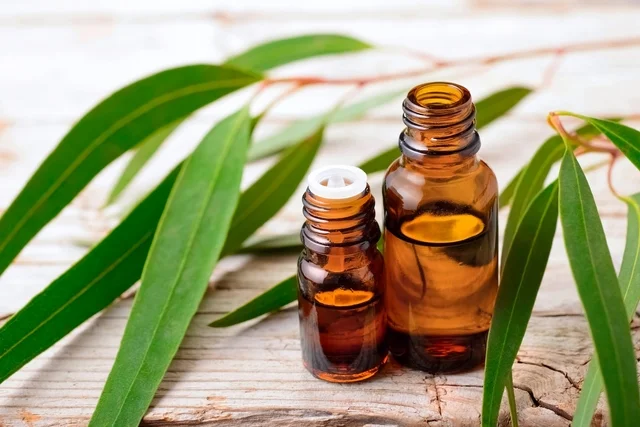 eucalipto-beneficios-increíbles-ignis-natura