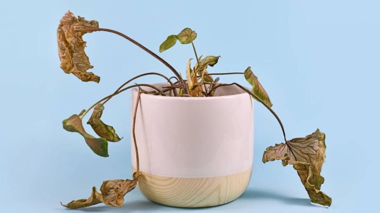 secreto-cuidado-plantas-ignis-natura