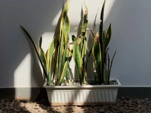 lengua-de-suegra-ignis-natura
