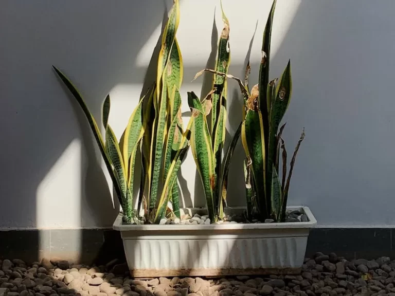 lengua-de-suegra-ignis-natura