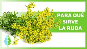 beneficios-ruda-recetas-ignis-natura