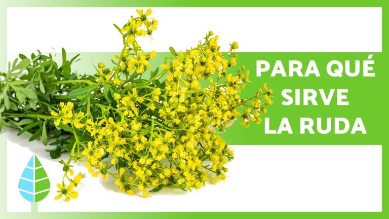 beneficios-ruda-recetas-ignis-natura