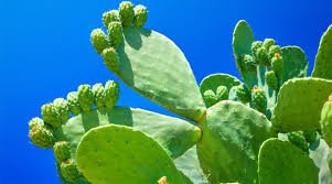 nopal-ignis-natura