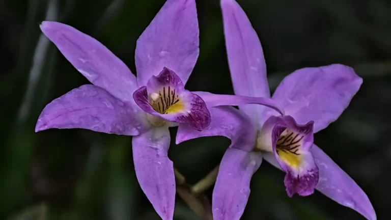 orquídeas-recetas-datos-increíble-ignis-natura