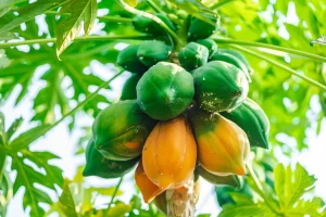 papaya-beneficios-salud-ignis-natura