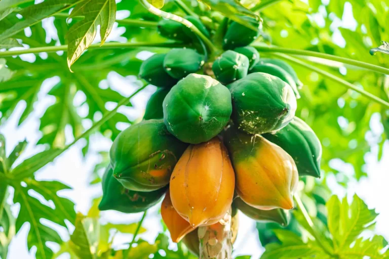 papaya-beneficios-salud-ignis-natura