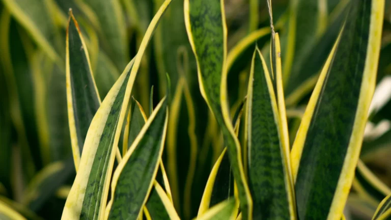 plantas-que-no-necesitan-luz-ignis-natura