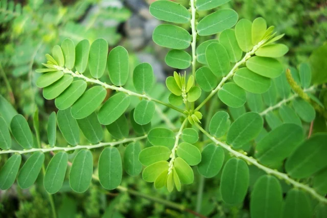 pastillas-abono-plantas-ignis-natura