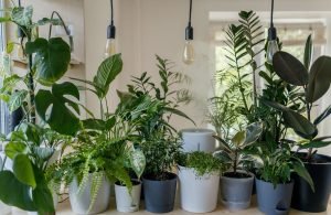 beneficios-naturales-remedios-ignis-natura