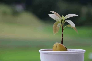 plantar-aguacate-ignis-natura