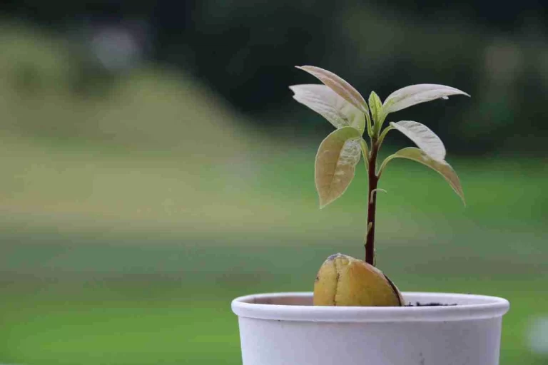 plantar-aguacate-ignis-natura